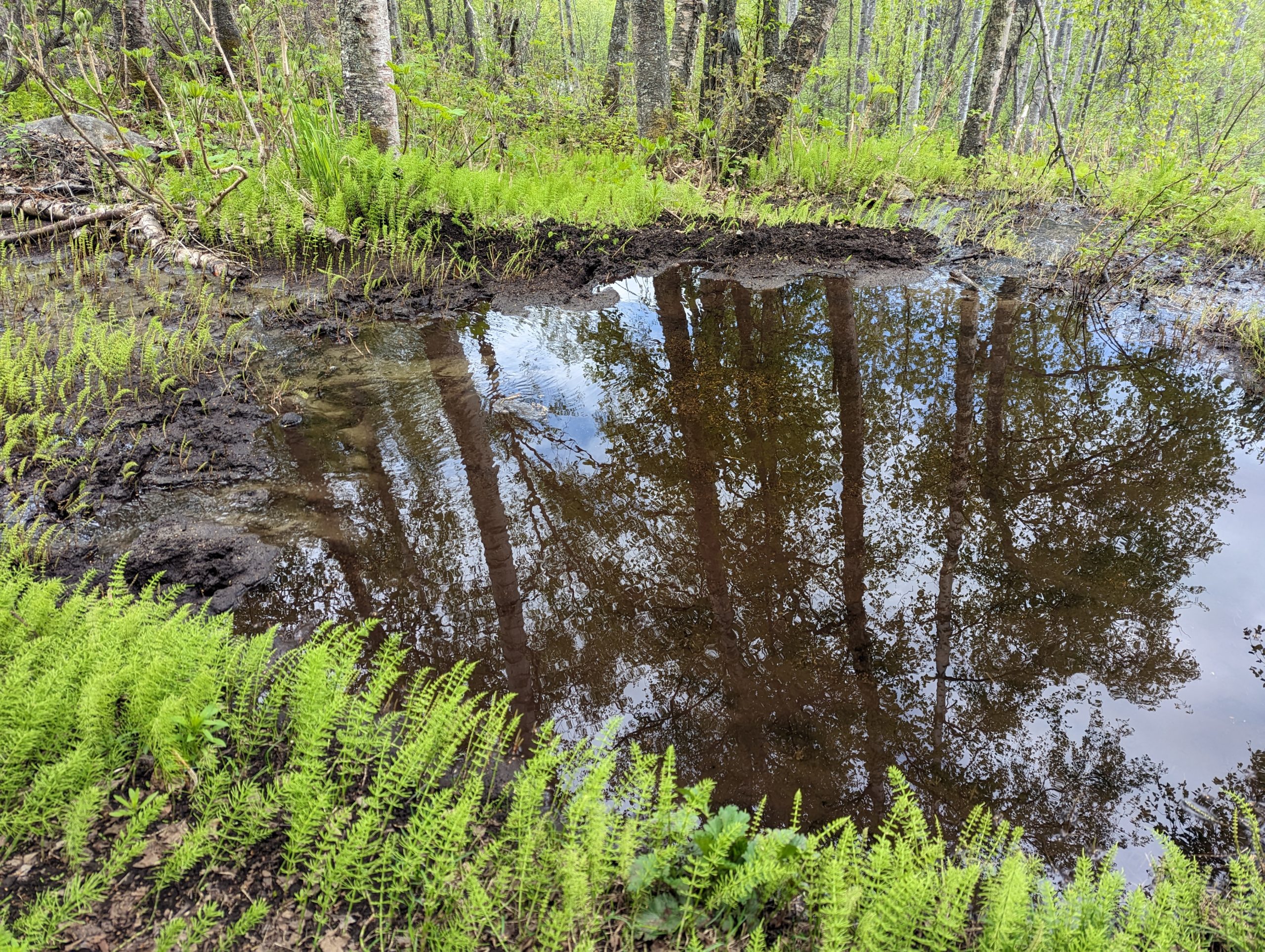 We have a little creek that runs along the edge of our property, and the boys hand-dug a pond when they were younger. 