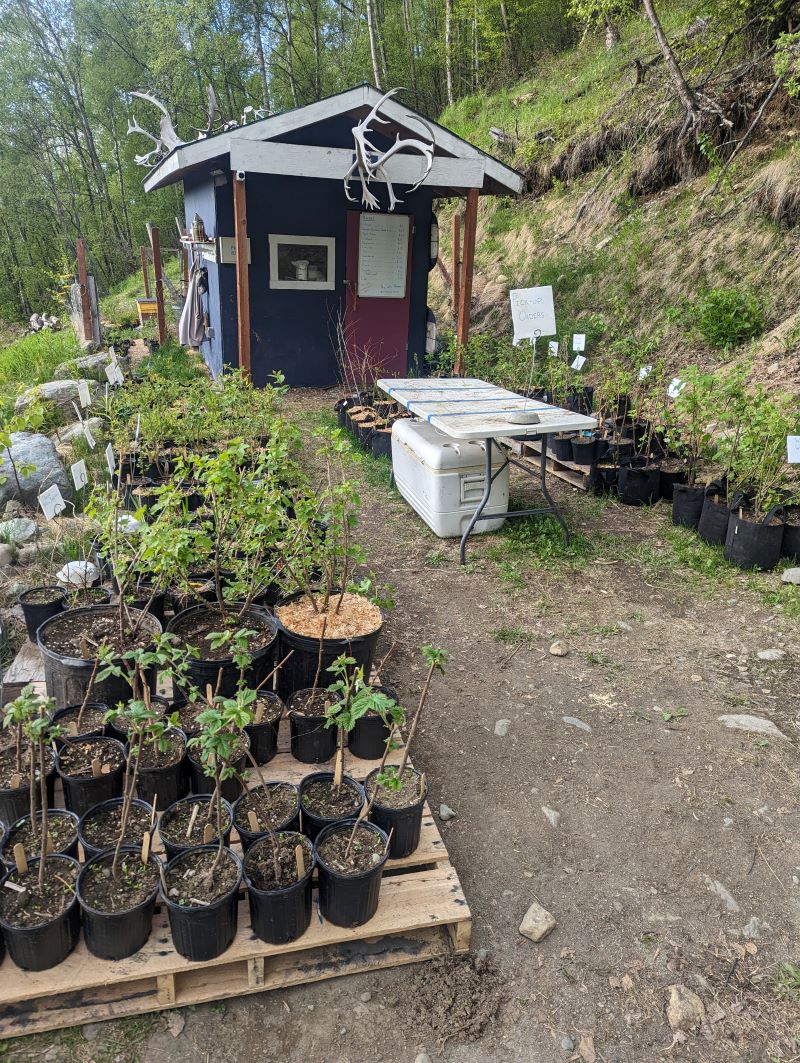 River and I's backyard nursery. This shed used to be the barn for our milk goats. 