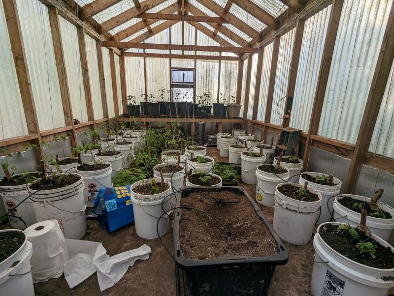 The greenhouse. Lots of tomatoes, peppers, and cucumbers!